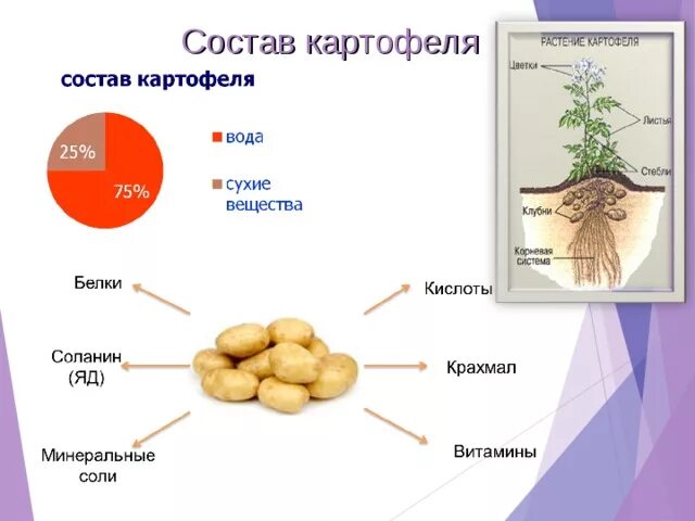 Сколько белка содержится в картофеле. Пищевая ценность картошки. Состав клубня картофеля. Химический состав картошки. Химический состав клубня картофеля.