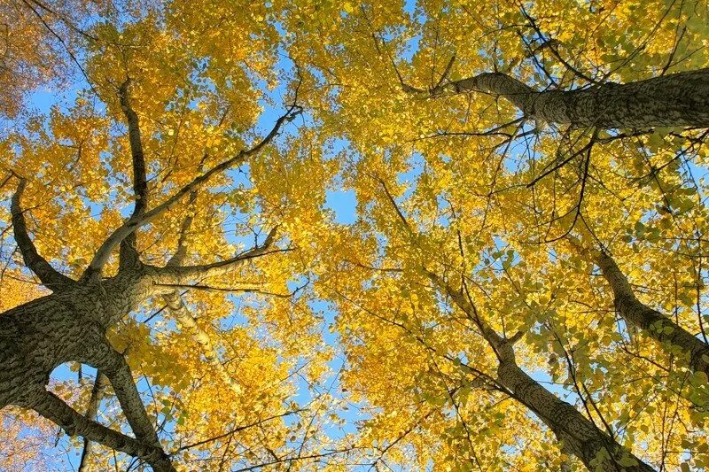Ясно золотистый. Ясень обыкновенный осенью. Ясень желтый. Осенний ясень. Ранняя осень ясень.