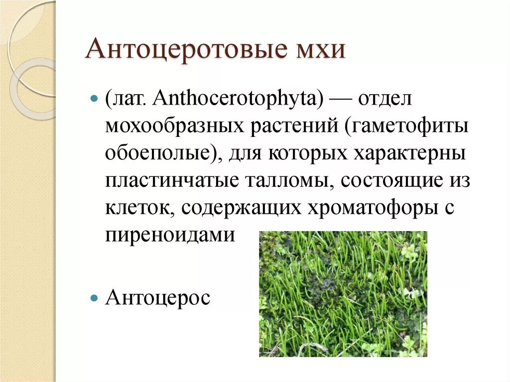 Дайте характеристику моховидных растений. Отдел антоцеротовые мхи. Отдел антоцеротовые мхи представители. Антоцерос мох. Антоцеротовые мхи характеристика.