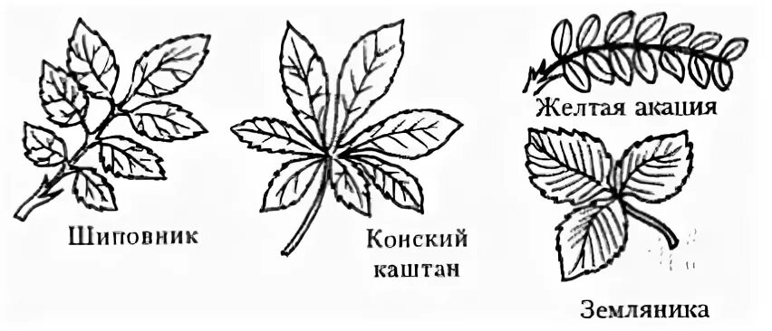 Жилкование листа шиповника. Шиповник форма верхушки листовой пластинки. Строение шиповника стебель листья. Внешнее строение листа шиповника. Прилистники шиповника.