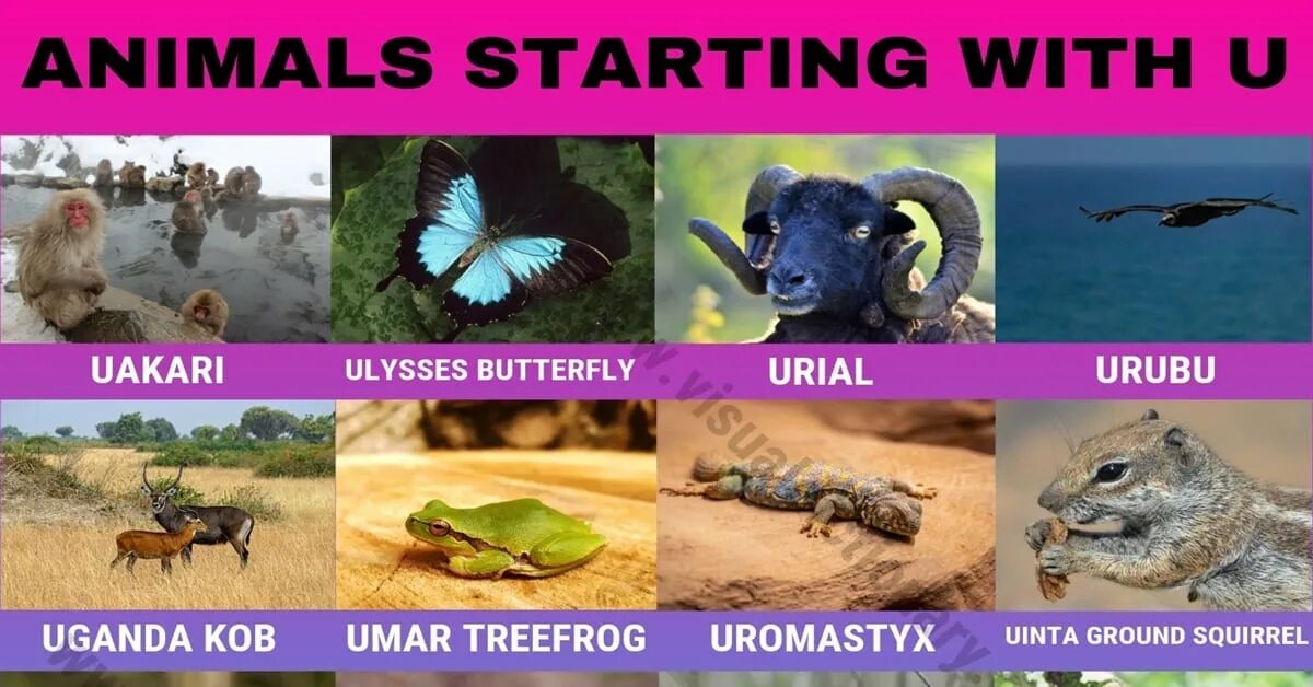 U animal. Animals starting with u. Animals that start with u. Animals beginning with u. Animal name starting with u.