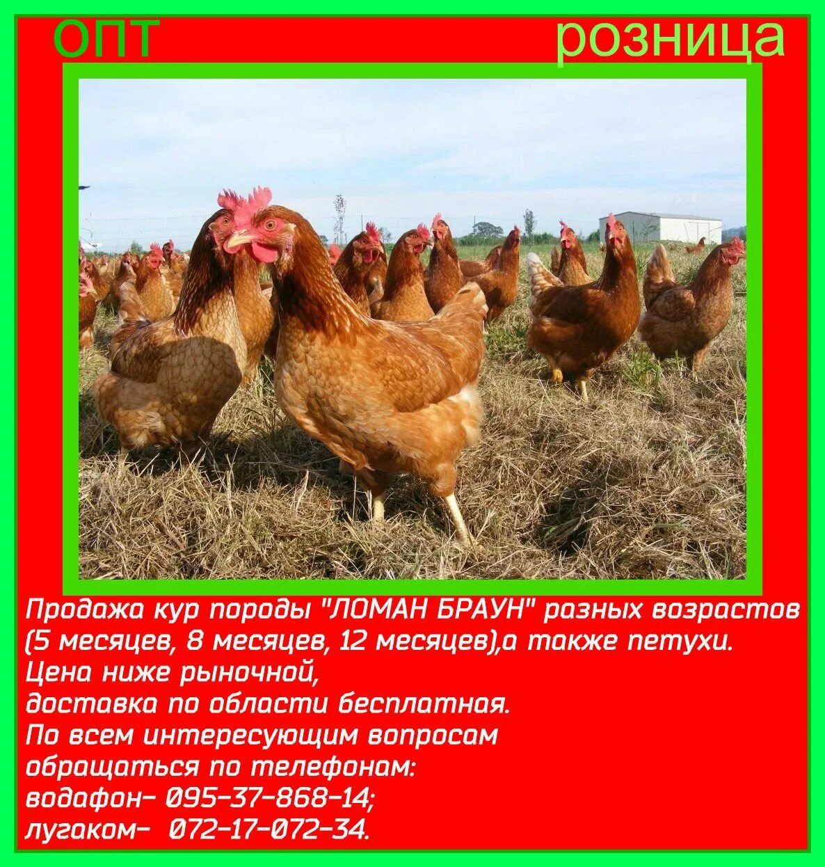 Несушки Ломан Браун. Куры несушки Ломан Браун. Порода несушек Ломан Браун. Куры несушки породы Ломан. Как отличить ломан браун