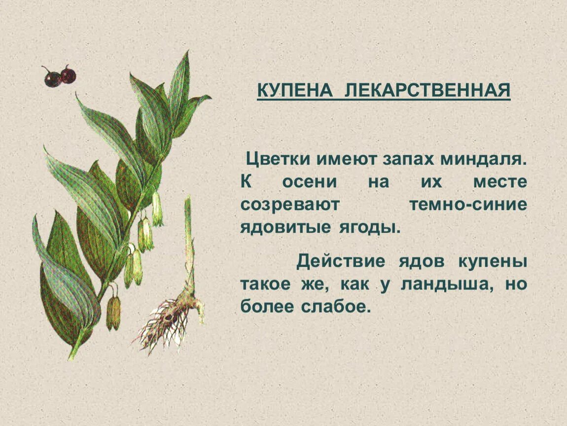 Купена лекарственная. Растение купена лекарственная. Купена пахучая. Купена лекарственная свойства. Купена лекарственная трава.