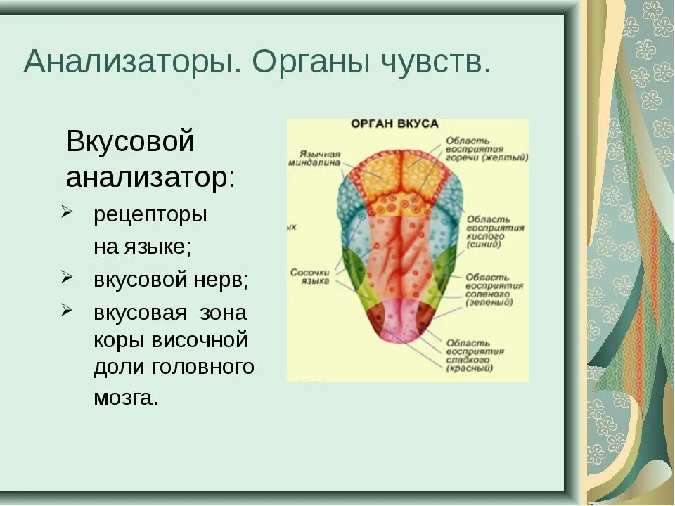 Анализаторы биология 8 класс видеоурок. Строение периферического отдела вкусового анализатора схема. Вкусовой анализатор строение и функции. Рецепторный отдел вкусового анализатора. Таблица строения периферического отдела вкусового анализатора.