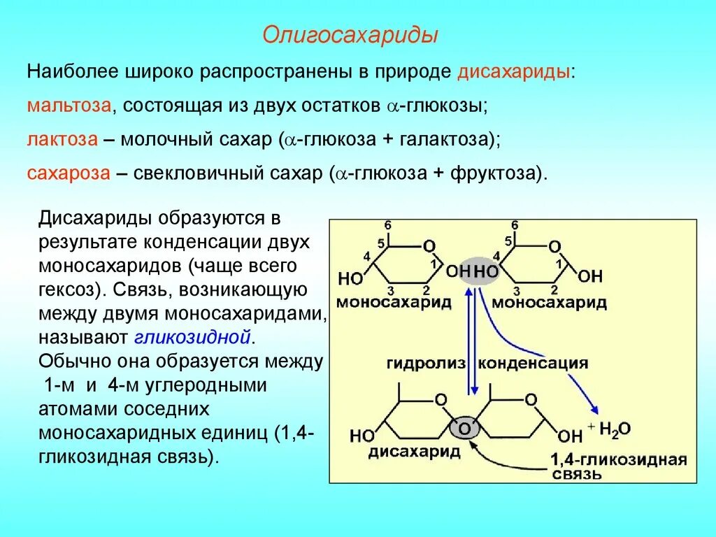 Мальтоза состоит из остатков Глюкозы. Олигосахариды в природе. Дисахарид состоящий из остатков галактозы.