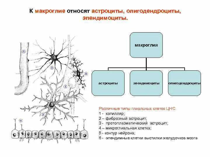 Макроглия эпендимоциты. Астроцитарная макроглия. Астроциты и олигодендроциты. Эпендимоциты строение.