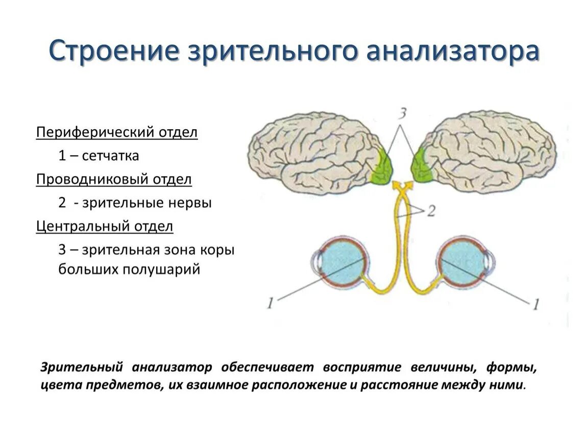 Презентация понятие об анализаторах зрительный анализатор. Строение оптического аппарата зрительного анализатора. Проводниковый отдел зрительного анализатора строение. Строение периферического отдела зрительного анализатора глаза схема. Проводниковый отдел зрительного анализатора схема.