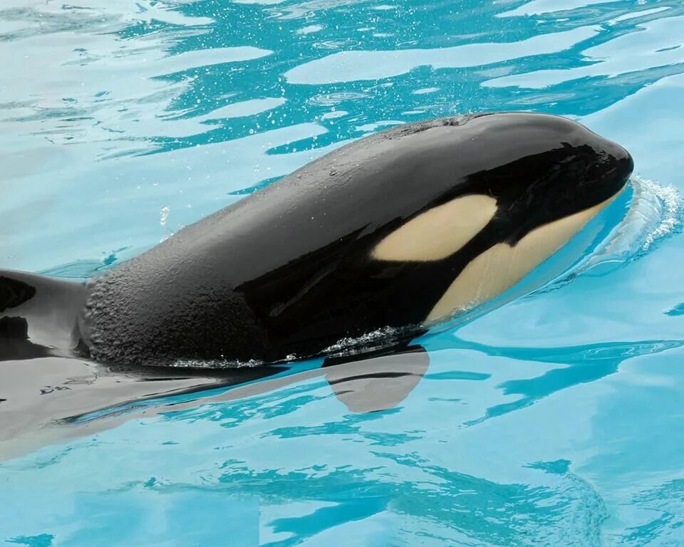 Касатка фонтанка. Касатка меланист. Касатка в Арктике. SEAWORLD касатки.