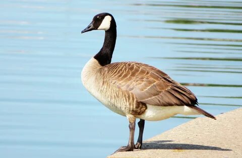 Goose перевод