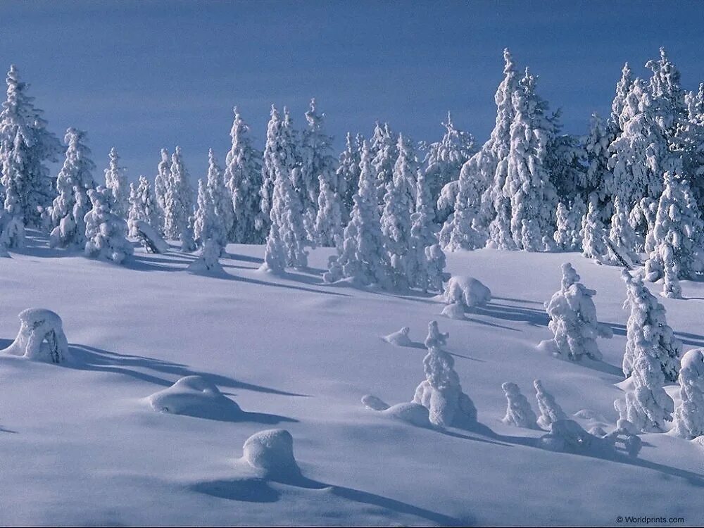 Покрывает землю снег пушистый. Пушистый снегопад. Грабарь февральская лазурь. Белый снег. Иней это явление природы.