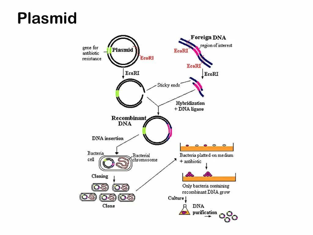 Очистка плазмид. Plasmid. Plasmid DNA. Ф плазмида. Плазмид pbr313.