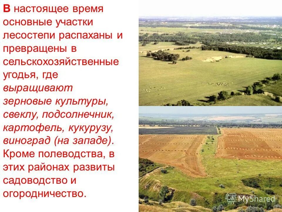 климат лесостепи в россии. зоны лесостепей и степей климат. для лесостепи характерны. природе зоне степей и лесостепей. растения лесостепи.