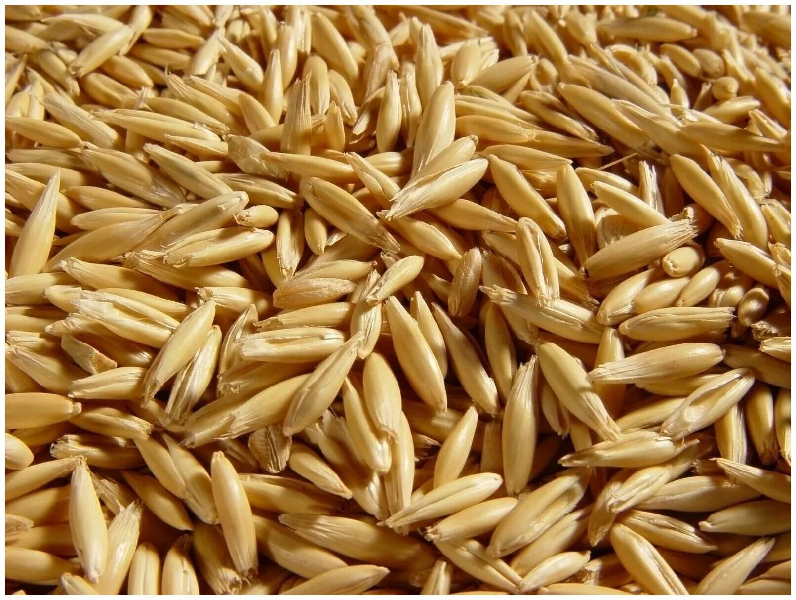 Пшеница фуражная. Фуражное зерно пшеницы. Зерновая смесь (овёс с горохом). Ячмень фураж. Ячмень фураж.