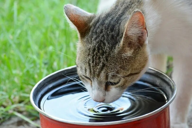 Сколько воды пьет кошка. Кошка пьет. Кошки лакают жидкость. Кошка пьет воду. Котик лакает красную воду.