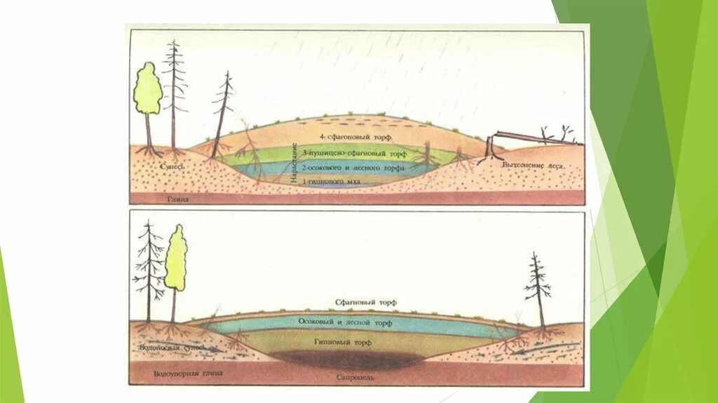 Верховая земля. Болота верховые и низинные схема. Схема образования низинного болота. Схема образования низинных и верховых болот. Низинные и верховые болота разница.