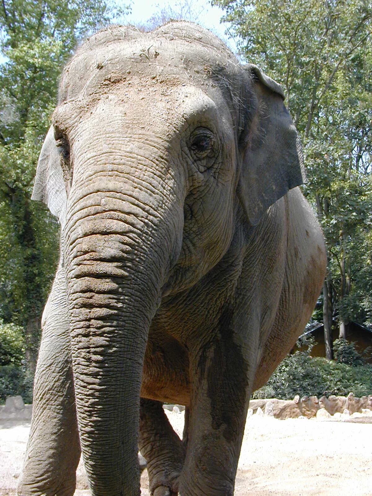 легкие дымчатого леопарда. леопард животное. тигренок в профиль. красивый леопард. Animal gallery.