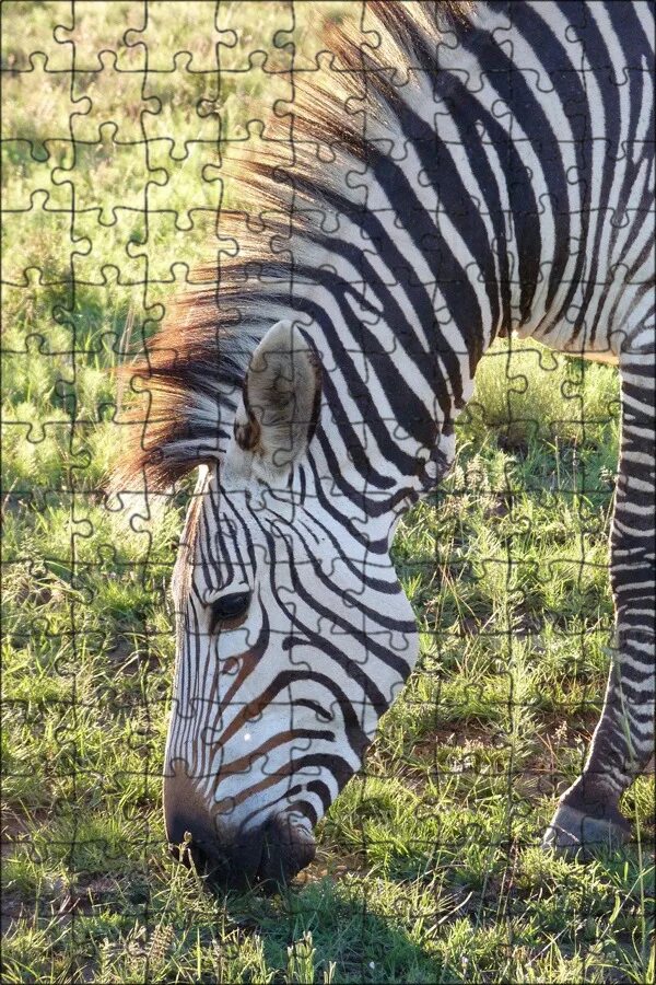 Сайт zebra