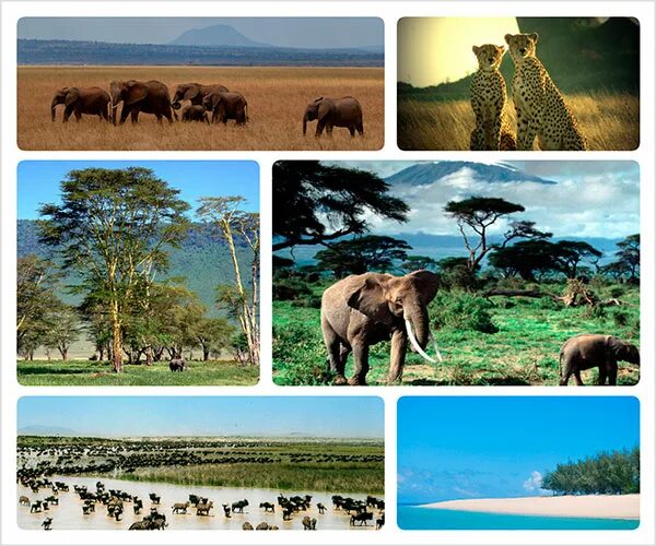 Особенности страны танзания. Национальный парк в Танзании буклет. География парк в Танзании 7. Национальный парк в Танзании 7 класс. Национальный парк Танзании по географии 7 класс.