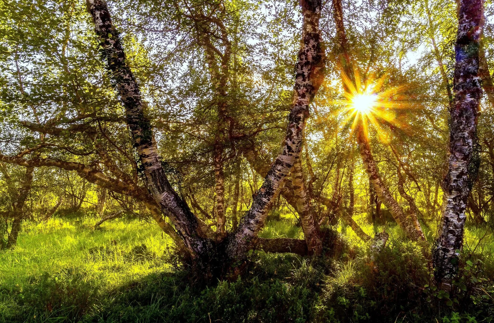 Природа солнце. Летний лес. Утро в лесу.