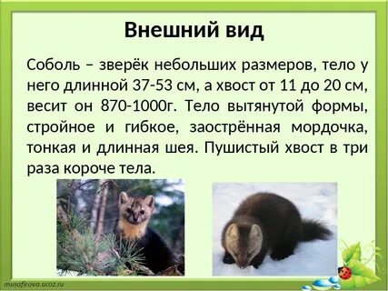 Соболь обитание