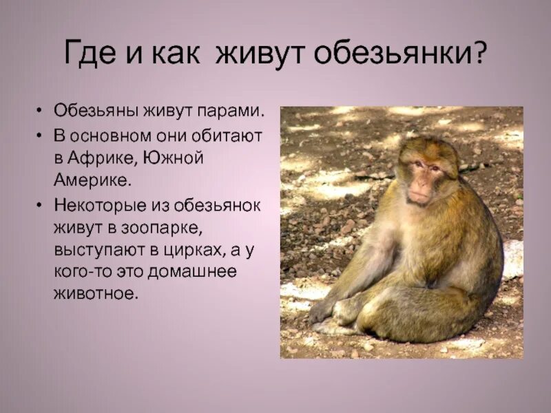 Обезьяны 1 класс. Описание обезьяны. Доклад про обезьян. Доклад про обезьянку. Обезьяна для презентации.