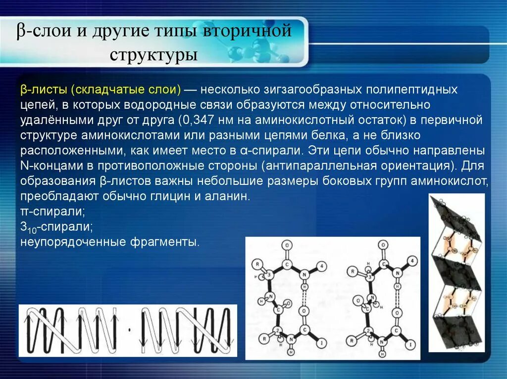 Типы вторичной структуры. Β-структура. Первичная структура водородная связь. Несколько полипептидных цепей структура.