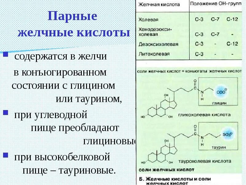 Желчные кислоты строение. Конъюгаты желчных кислот биологическая роль. какова химическая структура желчных кислот?. парные (конъюгированные) жёлчные кислоты.