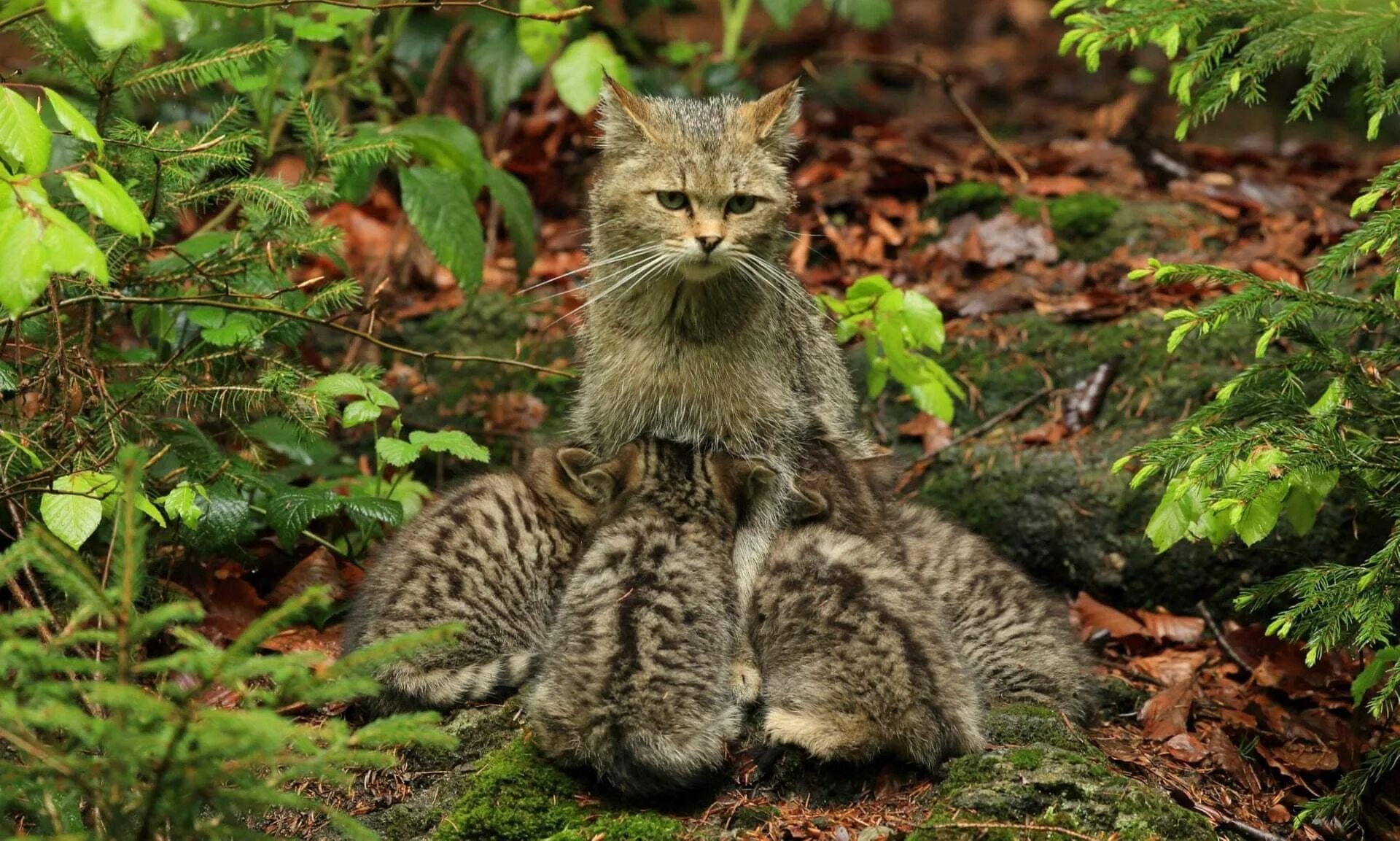 Включи лесные котики 3