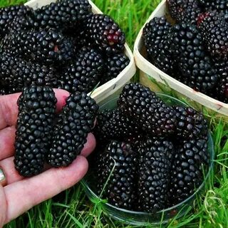 Какие есть черные фрукты