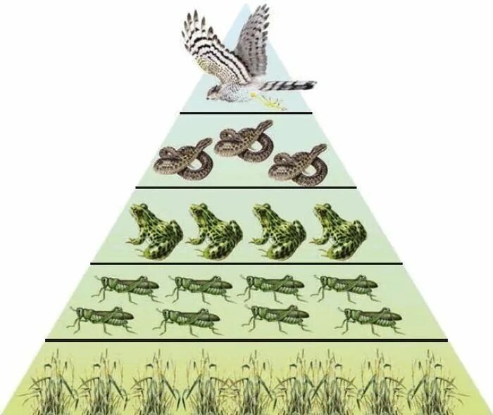 Трофическая пищевая цепь из 10 уровней. Экологическая пирамида Элтона. Пирамида биомасс пустыни. Пирамида биомассы в экосистеме.