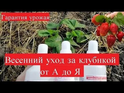 Чем обработать клубнику ранней весной