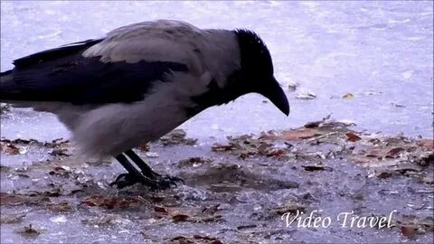 К чему снится что клюет ворон