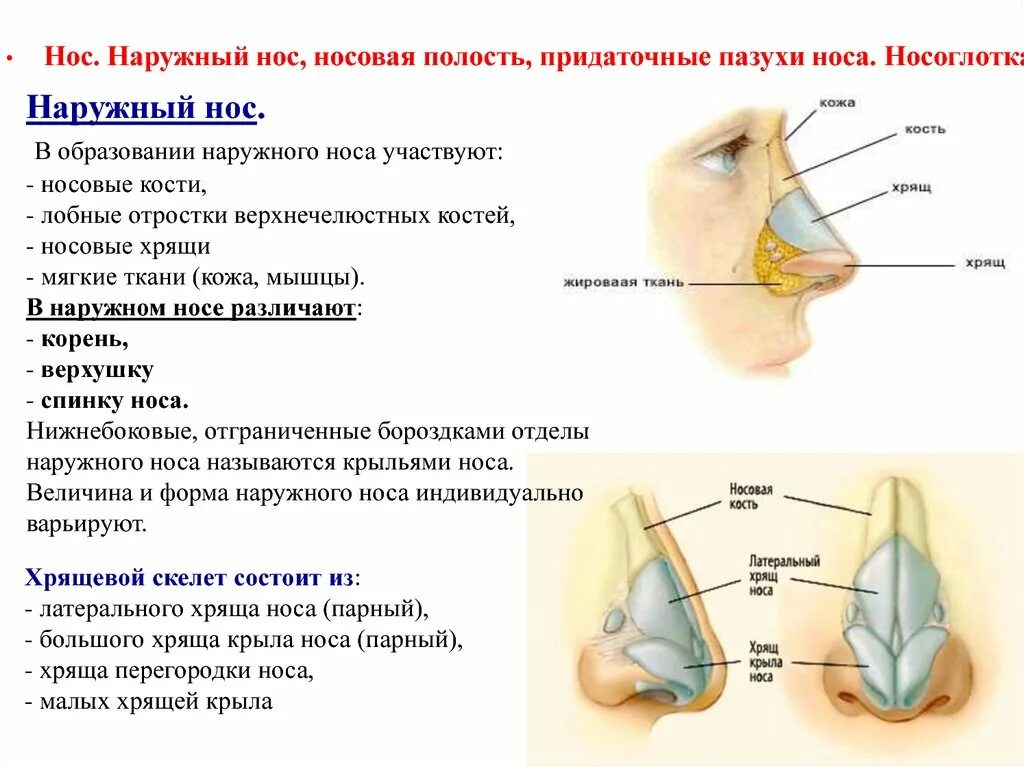 Строение наружного носа. Анатомия наружного носа хрящи носа. Наружный нос анатомия строение. Нос наружный нос носовая полость носоглотка.