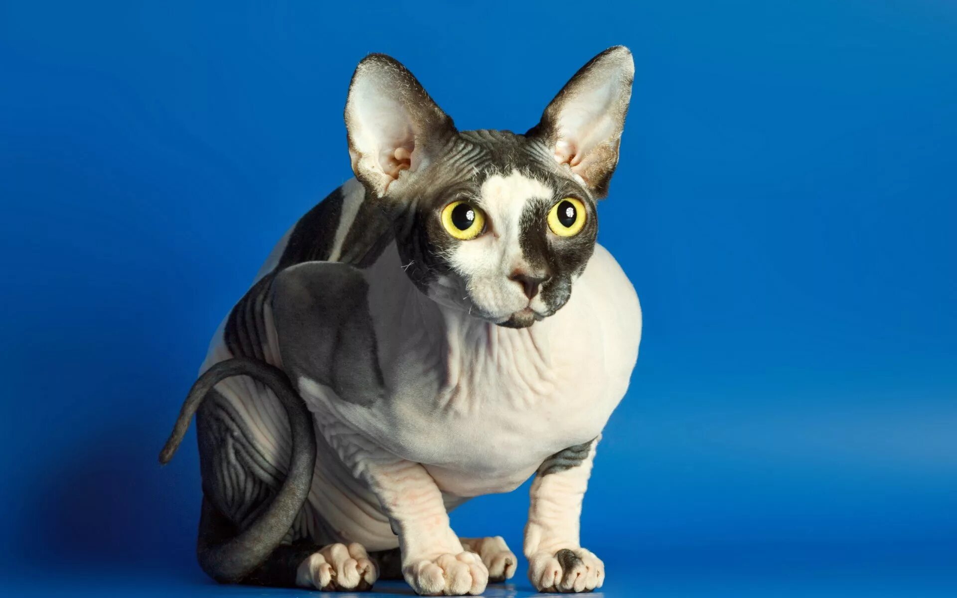 Сфинксы лучшие кошки