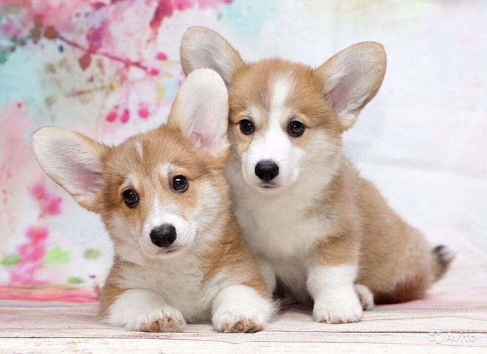 корги вельш брок. корги пемброк девочки. вельш корги пемброк. корги пемброк девочки. жесткошерстный корги.