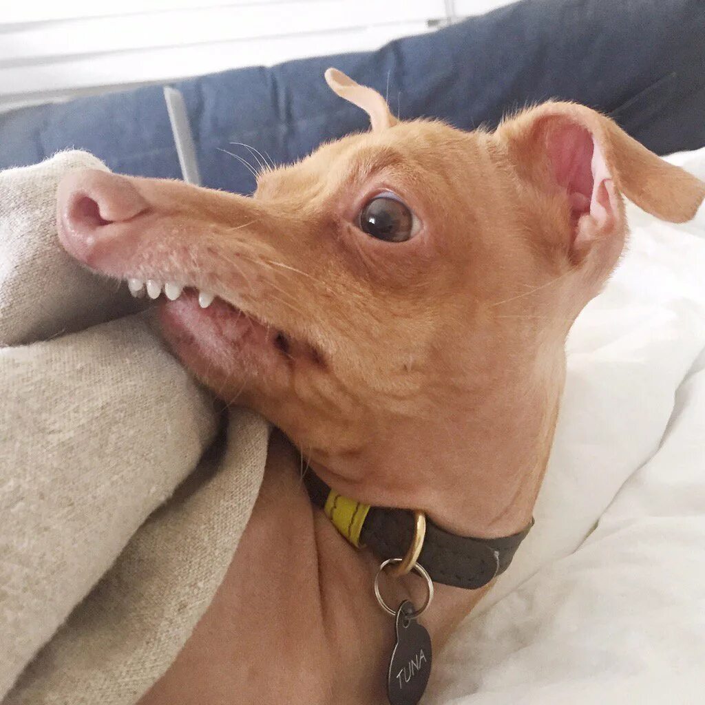 Неправильный прикус у чихуахуа. Неправильная собака. Неправильный прикус у чихуахуа. Чихуа прикус у чихуахуа неправильный. Прикус зубов ротвейлера.