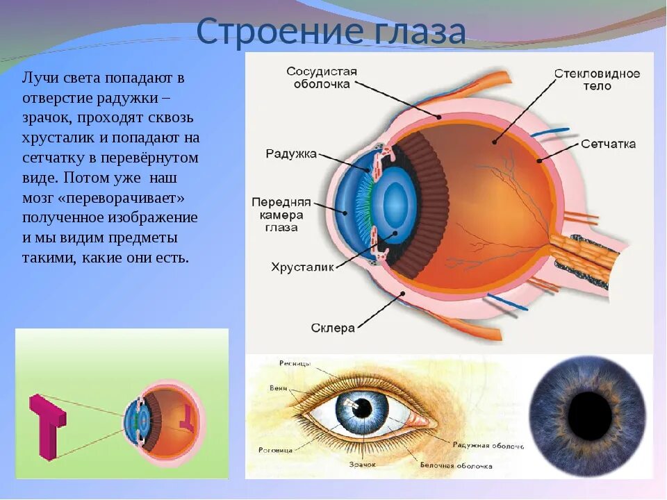 Какой отдел расширяет зрачок. Строение глаза. Анатомия глаза. Строение зрачка человека. Строение глаза свет.