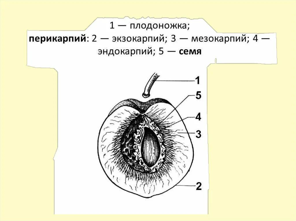 Строение плода экзокарпий. Строение плодов груши. Строение плода груши. Строение костянки. Структуры околоплодника персика