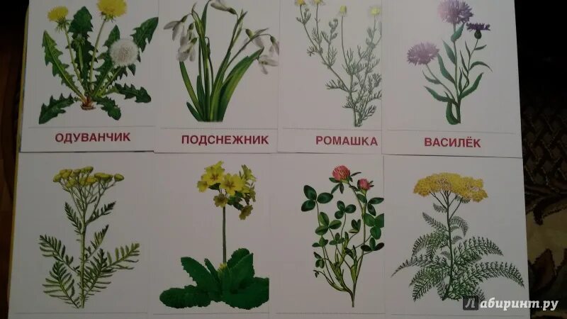 Полевые цветы детский сад. Названия цветов для детей. Полевые цветы детский сад. Полевые цветы детский сад. Полевые цветы детский сад.