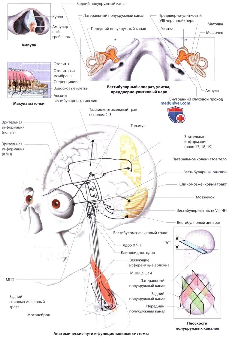 Проводящий путь вестибулярного аппарата. Вестибулярный анализатор схема мозжечок. Вестибулярная сенсорная система схема. Центральный отдел вестибулярного анализатора. Строение вестибулярного нерва