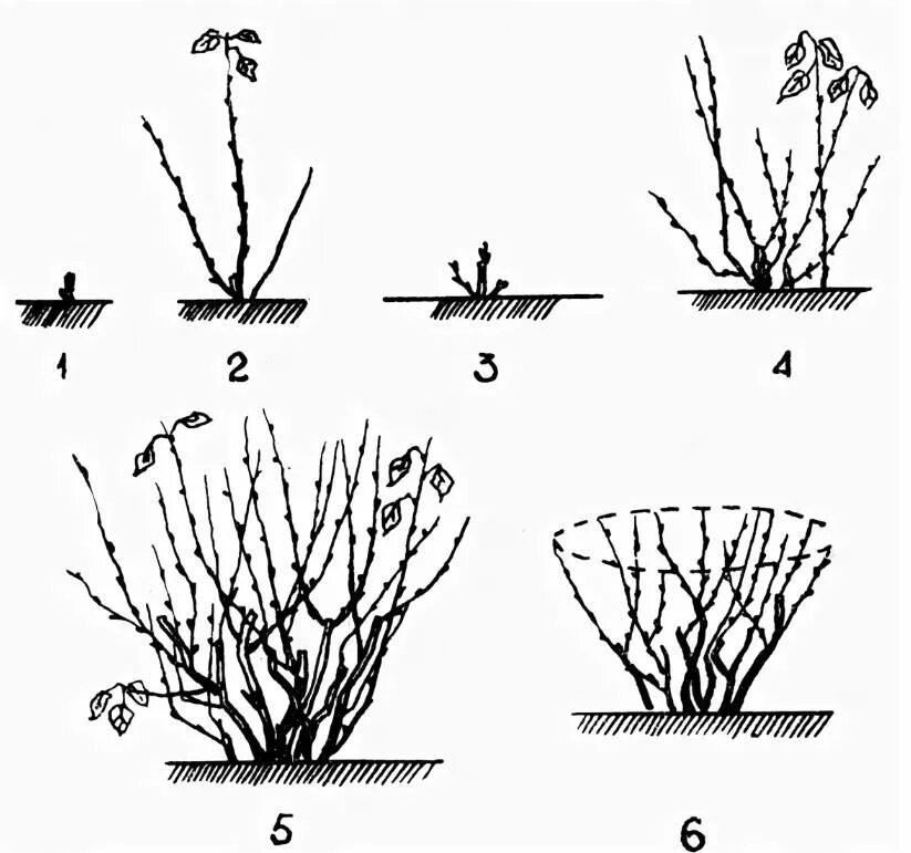 Пр брежного куста. Обрезка смородины весной схема. Обрезка кустарников смородины. Осенняя обрезка кустов смородины. Обрезать кусты смородины весной.