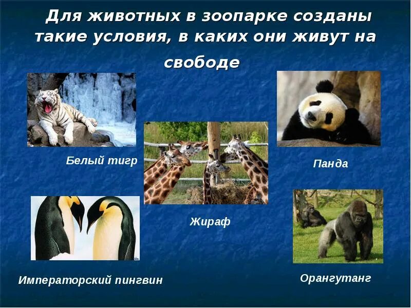 Что такое зоопарк 1 класс. Презентация на тему зоопарк. презентация про зоопарк 1 класс. презентация животные зоопарка. доклад про зоопарк.