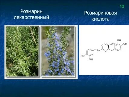 Розмариновая кислота для чего назначают женщинам