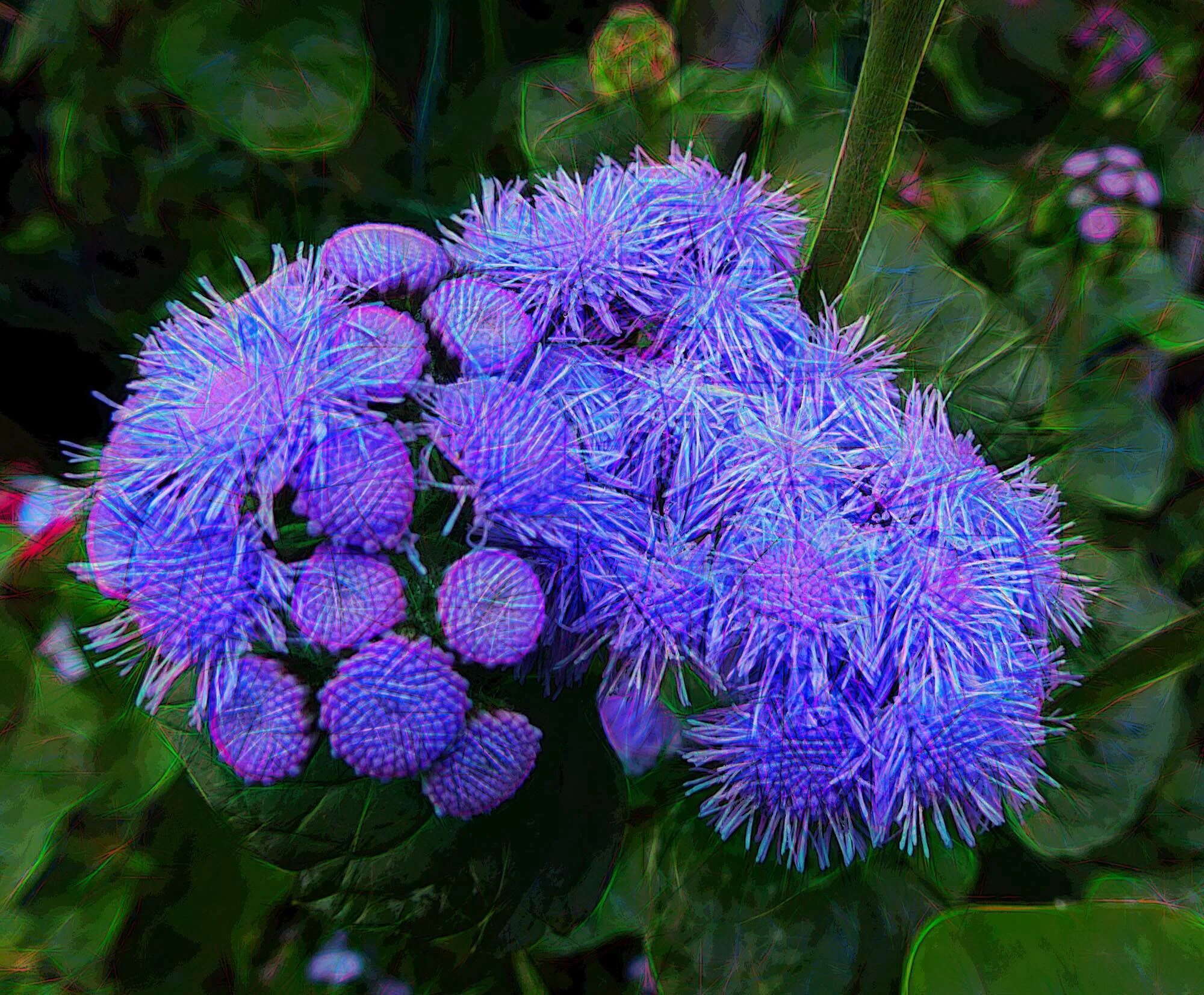 Агератум. Агератум Хоустона (Ageratum houstonianum). Агератум мексиканский (Ageratum houstonianum). Агератум синий.