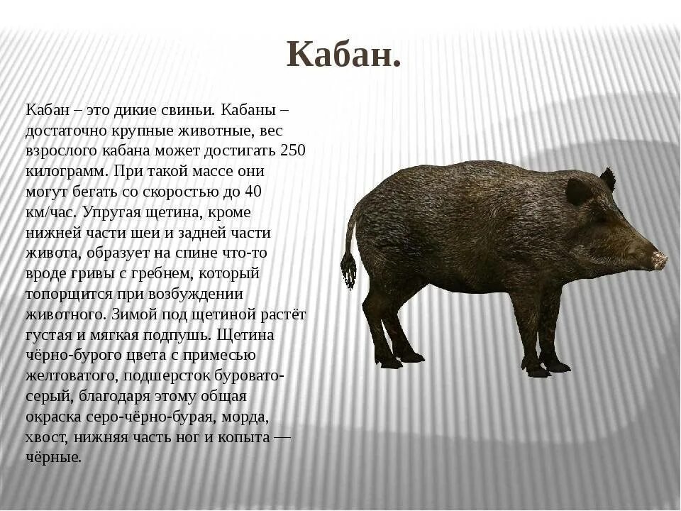 Описать дикого животного. Кабан описание. Информация о кабане. Доклад про кабана. Кабан описание животного.