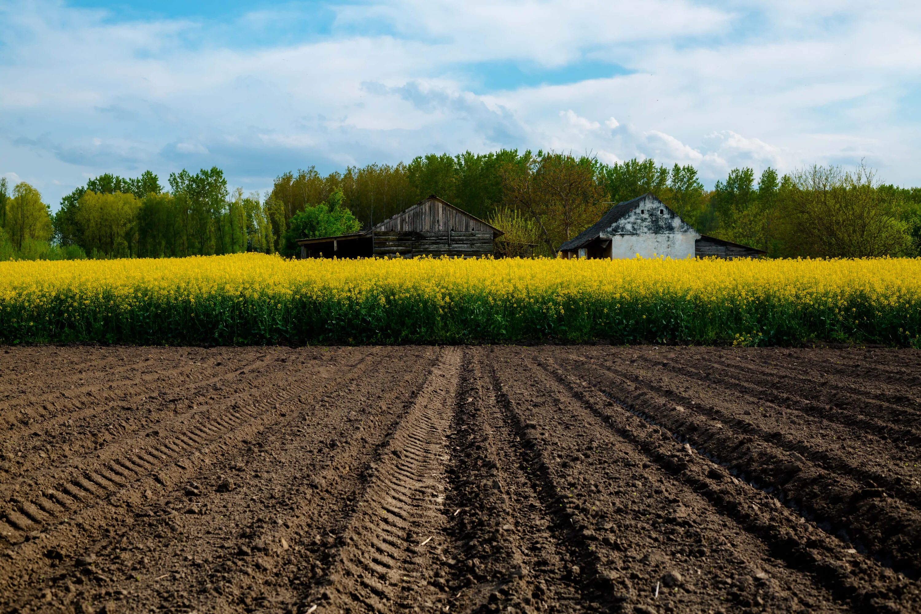 Natural farming. Сельское хозяйство рапсовые поля. Сельскохозяйственные угодья. Земельный поле. Урожай на земле.