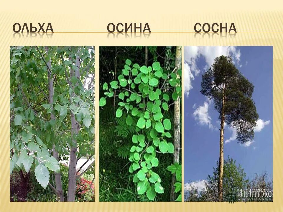 Осина дерево. Как отличить осину от тополя. Стишки про деревья. Осина информация для дошкольников. Загадка про осину 2 класс.