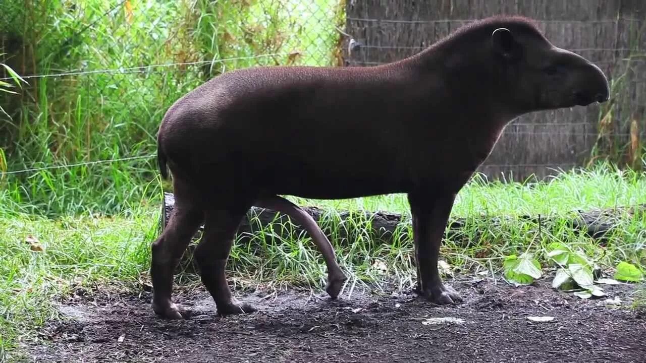 Тапир самец. Тапир гибрид. Tapirus terrestris. Тапир 5 нога. Animals member