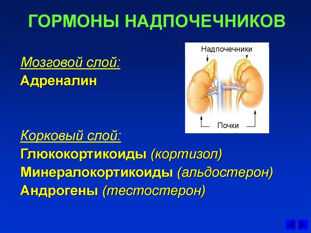 Надпочечники железа функции. Гормоны надпочечных желез. Кортизол гормон мозгового слоя надпочечников. Адреналин корковый слой надпочечников.