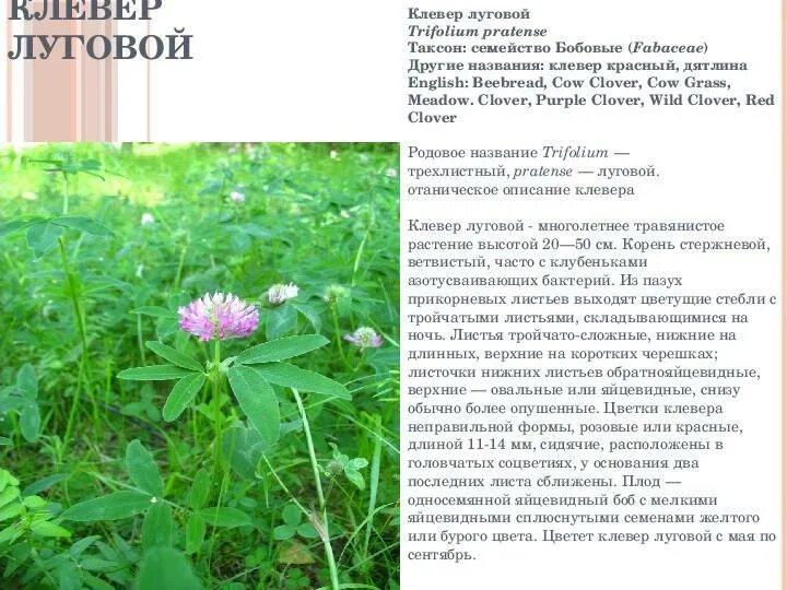 Клевер от чего. Клевер луговой в народной медицине. Клевер луговой в народной медицине. Клевер красный период цветения. Клевер луговой лекарственное рас.